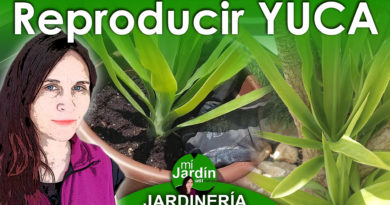 Como REPRODUCIR YUCA de forma Rápida, Fácil y Económica