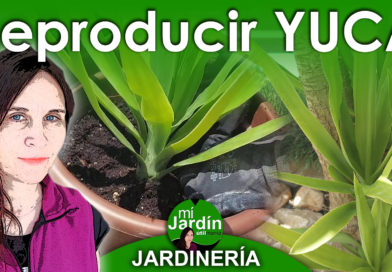 Como REPRODUCIR YUCA de forma Rápida, Fácil y Económica